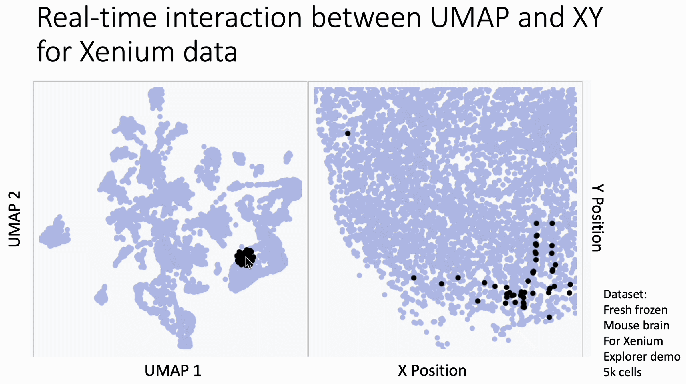 xenium_brain_ppt.gif